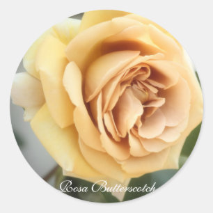 Rosa Butterscotch:Seal Classic Round Sticker