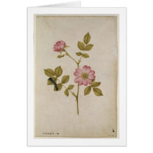 Rosa Canina - Dogrose and Caterpillar (pencil & w/