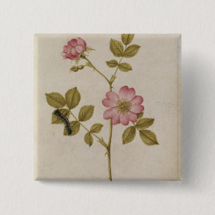 Rosa Canina - Dogrose and Caterpillar (pencil & w/ 15 Cm Square Badge