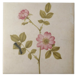 Rosa Canina - Dogrose and Caterpillar (pencil & w/ Ceramic Tile
