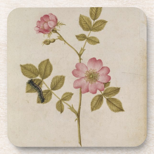 Rosa Canina - Dogrose and Caterpillar (pencil & w/ Coaster (Front)