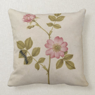 Rosa Canina - Dogrose and Caterpillar (pencil & w/ Cushion