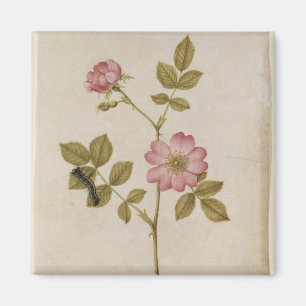 Rosa Canina - Dogrose and Caterpillar (pencil & w/ Magnet