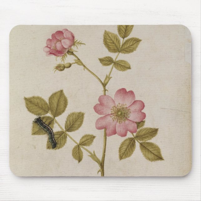Rosa Canina - Dogrose and Caterpillar (pencil & w/ Mouse Pad (Front)