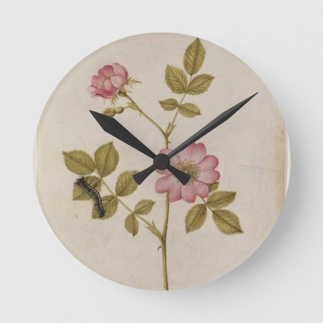Rosa Canina - Dogrose and Caterpillar (pencil & w/ Round Clock (Front)