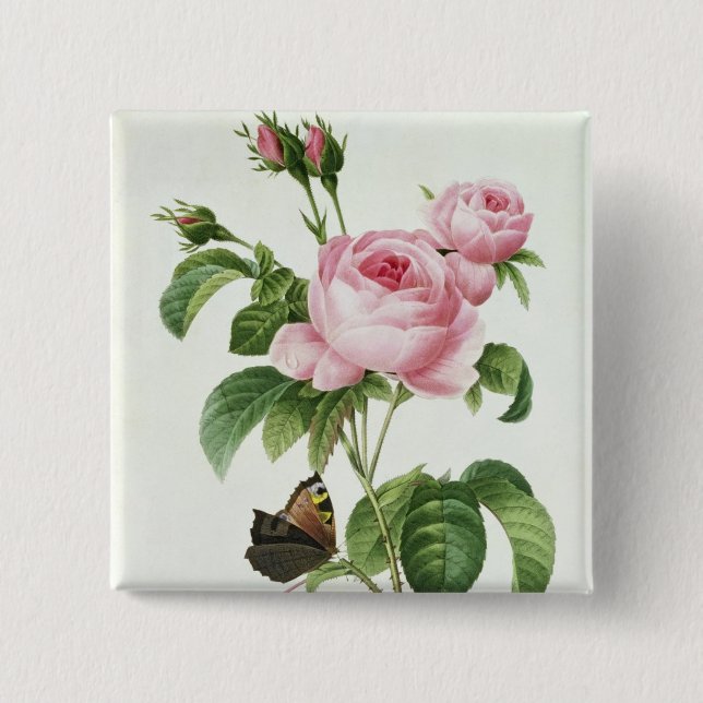 Rosa Centifolia 15 Cm Square Badge (Front)