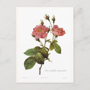 Rosa centifolia anemonoides postcard