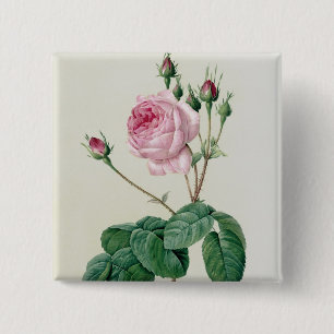 Rosa Centifolia Bullata 15 Cm Square Badge
