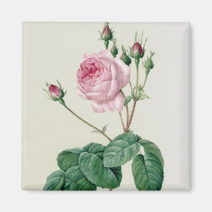 Rosa Centifolia Bullata Magnet