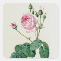 Rosa Centifolia Bullata