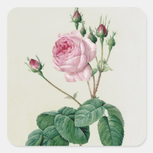 Rosa Centifolia Bullata Square Sticker