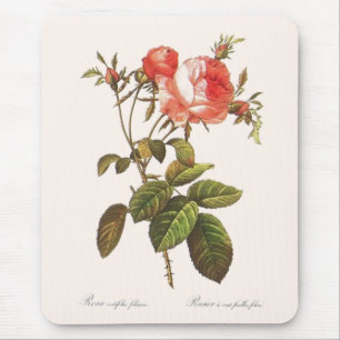 Rosa Centifolia Foliacea Mouse Pad