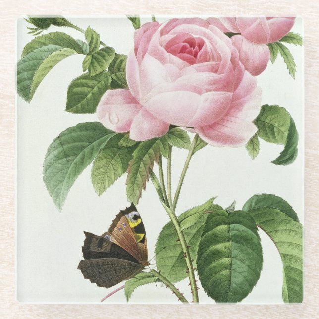 Rosa Centifolia Glass Coaster (Front)