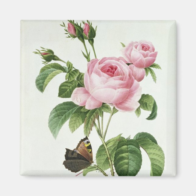 Rosa Centifolia Magnet (Front)