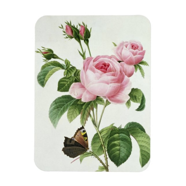 Rosa Centifolia Magnet (Vertical)