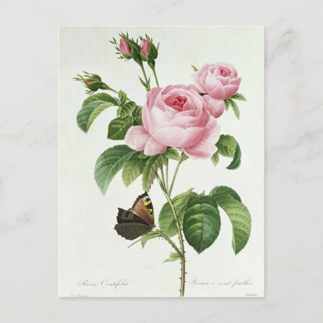 Rosa Centifolia Postcard (Front)