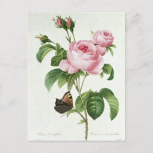 Rosa Centifolia Postcard