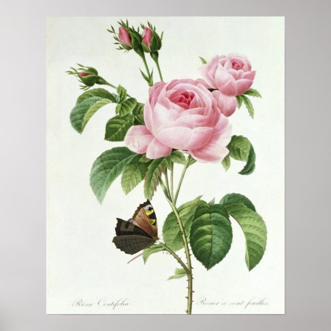 Rosa Centifolia Poster (Front)