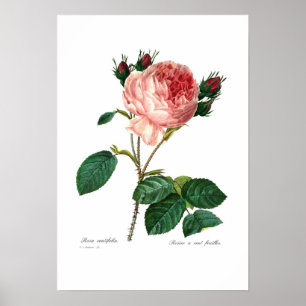 Rosa centifolia poster