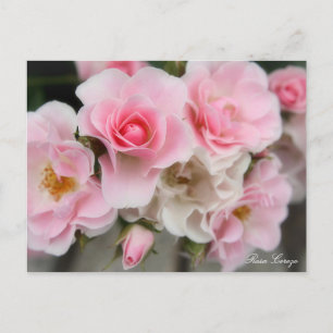 Rosa Cerezo Postcard