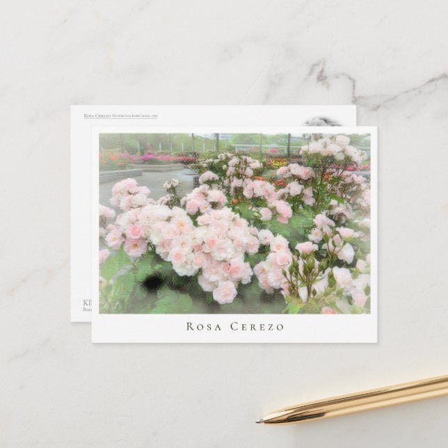 Rosa Cerezo Postcard (Front/Back In Situ)