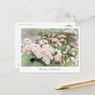 Rosa Cerezo Postcard