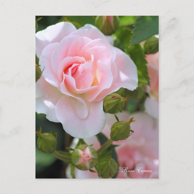 Rosa Cerezo [Postcard] Postcard (Front)