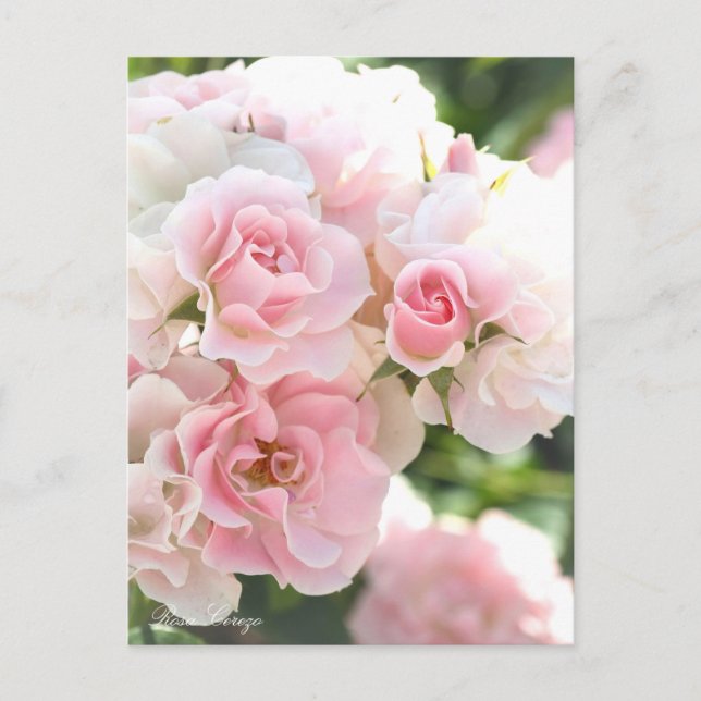 Rosa Cerezo：Postcard_ver.2.0 Postcard (Front)