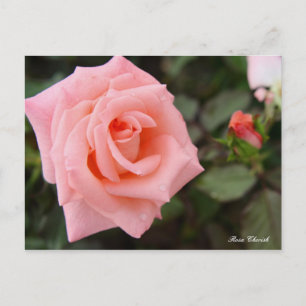 Rosa Cherish [Postcard] Postcard