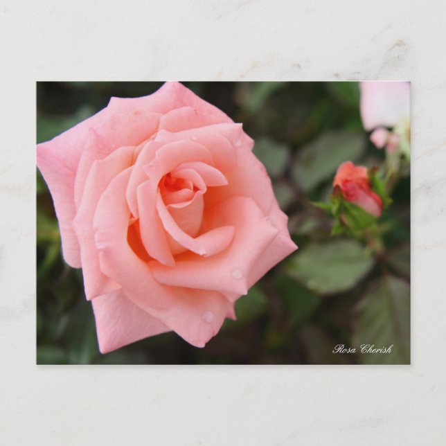 Rosa Cherish [Postcard] Postcard (Front)