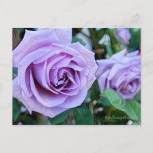 Rosa Climbing Blue Moon [Postcard] Postcard
