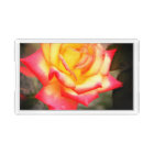 Rosa Climbing Charleston：Acrylic Tray