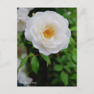 Rosa Climbing Iceberg [Postcard] Postcard