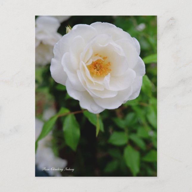Rosa Climbing Iceberg [Postcard] Postcard (Front)