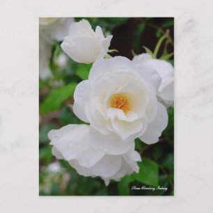 Rosa Climbing Iceberg [Postcard] Postcard