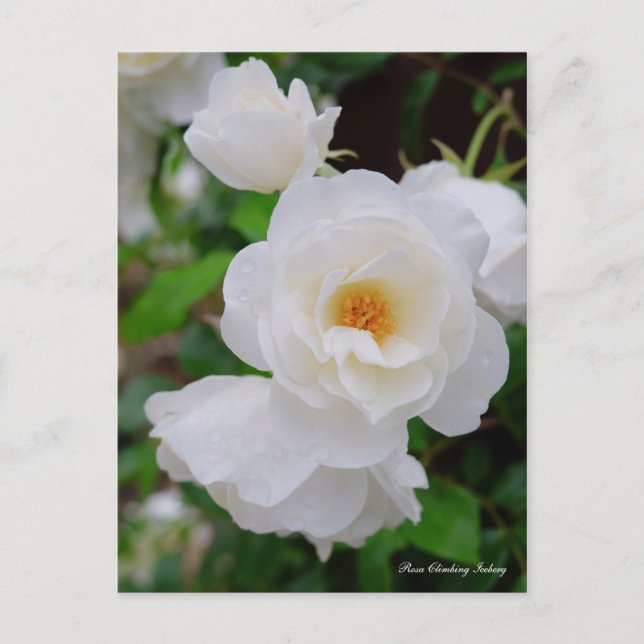 Rosa Climbing Iceberg [Postcard] Postcard (Front)
