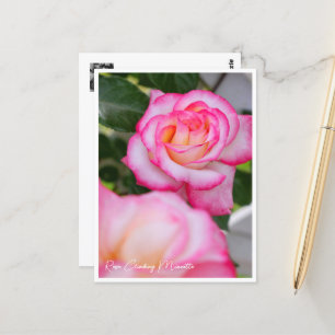 Rosa Climbing Minuette Postcard
