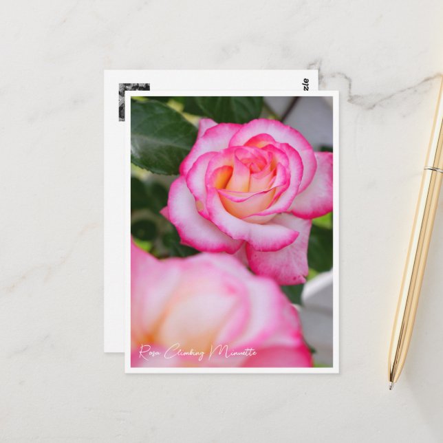 Rosa Climbing Minuette Postcard (Front/Back In Situ)