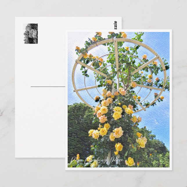 Rosa Climbing Peace ポストカード Postcard (Front/Back)