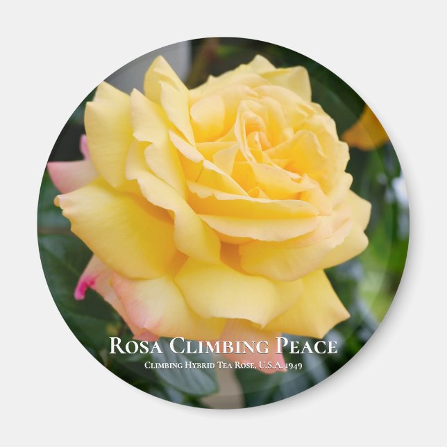 Rosa Climbing Peace Magnet (Front)