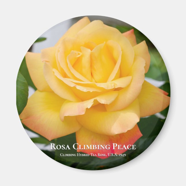 Rosa Climbing Peace Magnet (Front)