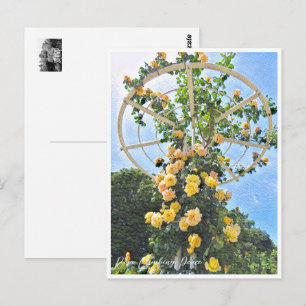 Rosa Climbing Peace Postcard