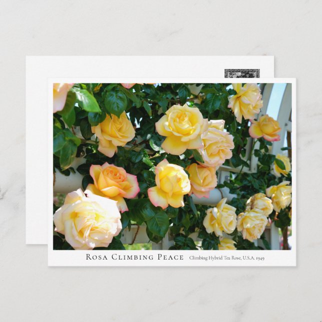 Rosa Climbing Peace Postcard (Front/Back)