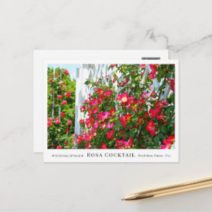 Rosa Cocktail Postcard