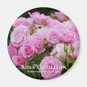 Rosa Cotillion Magnet
