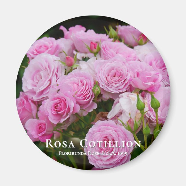 Rosa Cotillion Magnet (Front)