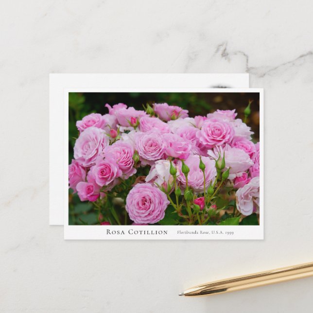 Rosa Cotillion Postcard (Front/Back In Situ)