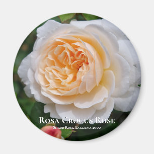 Rosa Crocus Rose Magnet