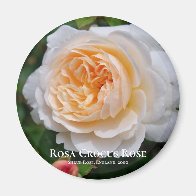 Rosa Crocus Rose Magnet (Front)