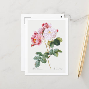 Rosa Damascena  Postcard